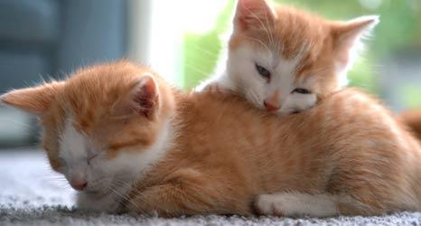 Two sleepy kittens on carpet
